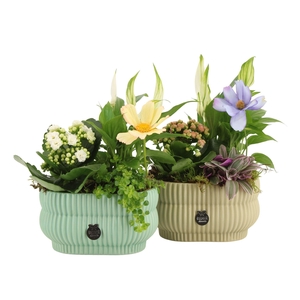 11567: Consideration arrangement