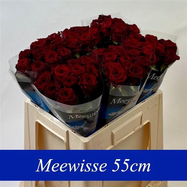 <h4>R Gr Red Naomi! 55cm</h4>