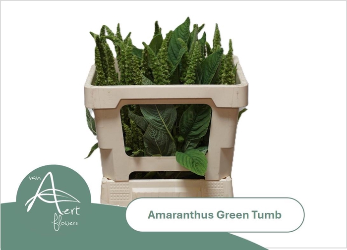 <h4>AMAR GREEN THUMB</h4>