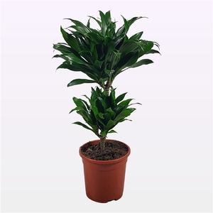 Dracaena compacta 30-10 60cm