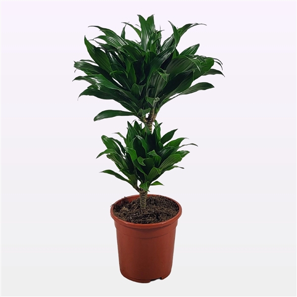 <h4>Dracaena compacta 30-10 60cm</h4>