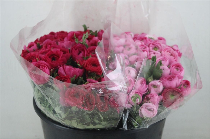 <h4>Ran Elegance Misti</h4>