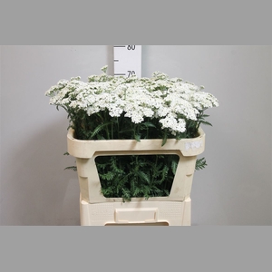 Achil M White Beauty
