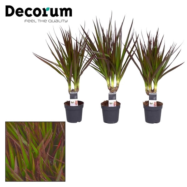 Dracaena Magenta Stam