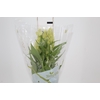 CELOSIA PLUMOSA CENTURY YELLOW 070 CM