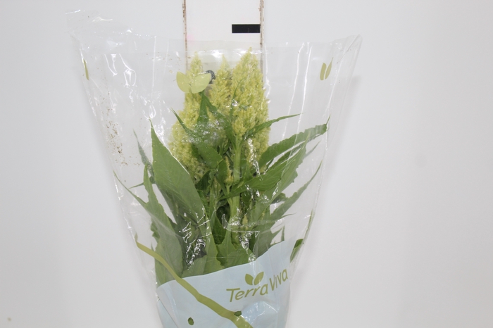 <h4>CELOSIA PLUMOSA SUNDAY 070 CM VERDE</h4>