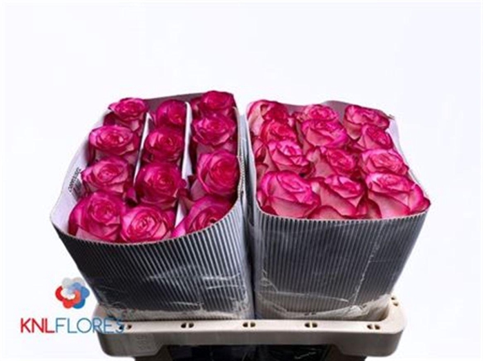 <h4>R Gr Carousel Ec</h4>