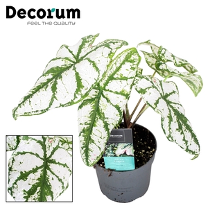 Caladium White Christmas