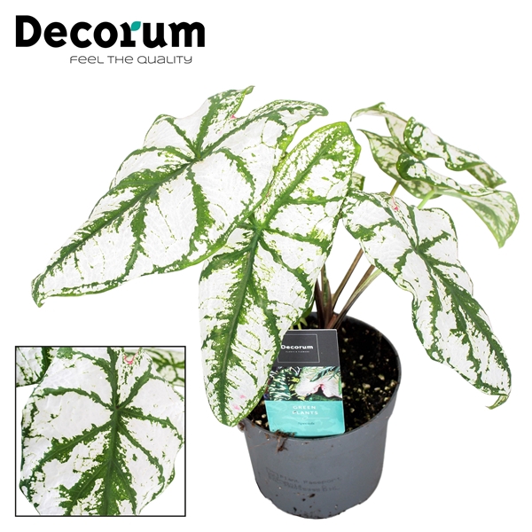 <h4>Caladium White Christmas</h4>