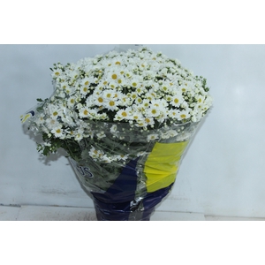 CRISANTEMO BOLA BELGA P20 BRANCO