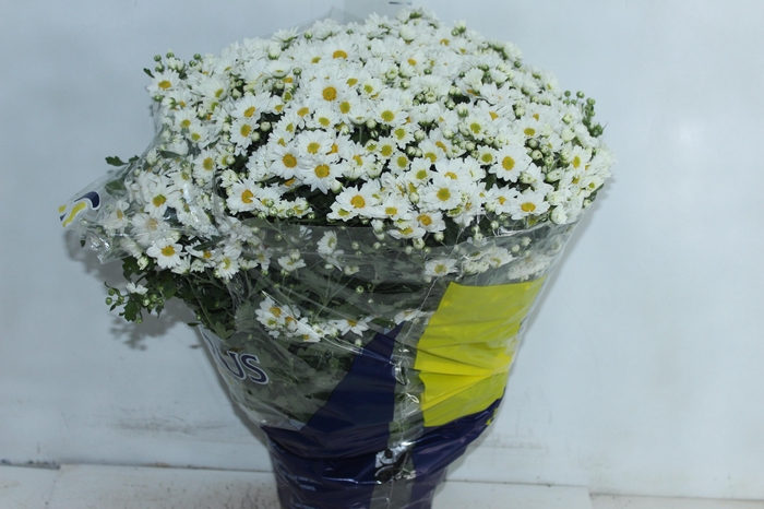 <h4>CRISANTEMO BOLA BELGA P20 BRANCO</h4>