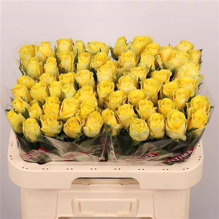 <h4>R Gr Good Times</h4>