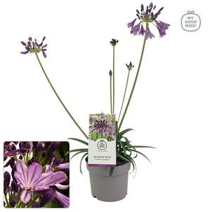 Agapanthus 30-35 /2 liter 'Poppin Purple'