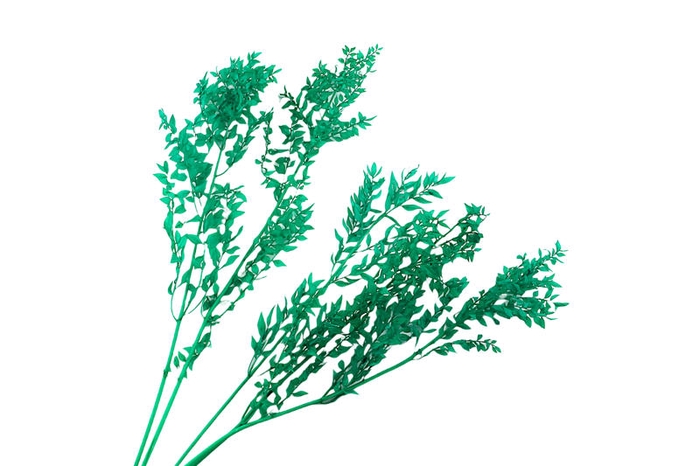 Ruscus Preserved Mint