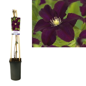 Clematis 'Warszawska Nike' +light label