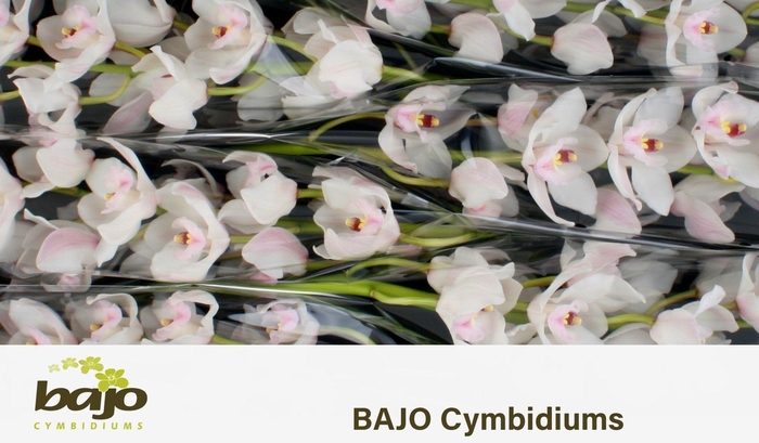 <h4>CYMB T DOS PUEBLOS</h4>