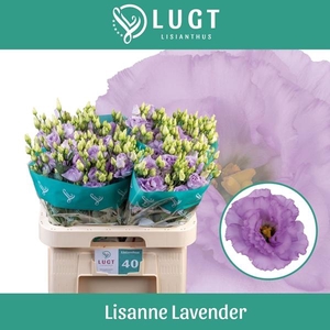 EUS G LISANNE LAVEND