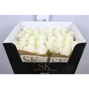 R Gr Lovely Avalanc+