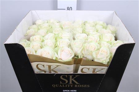 <h4>R Gr Lovely Avalanc+</h4>