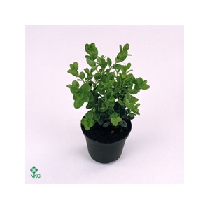 Buxus microphylla 'Faulkner'