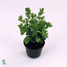 <h4>Buxus microphylla 'Faulkner'</h4>