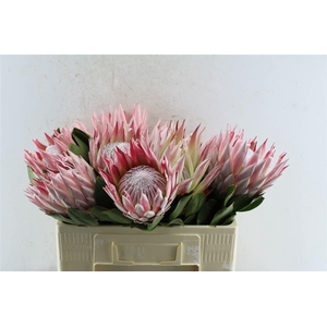 Protea Cynaroides