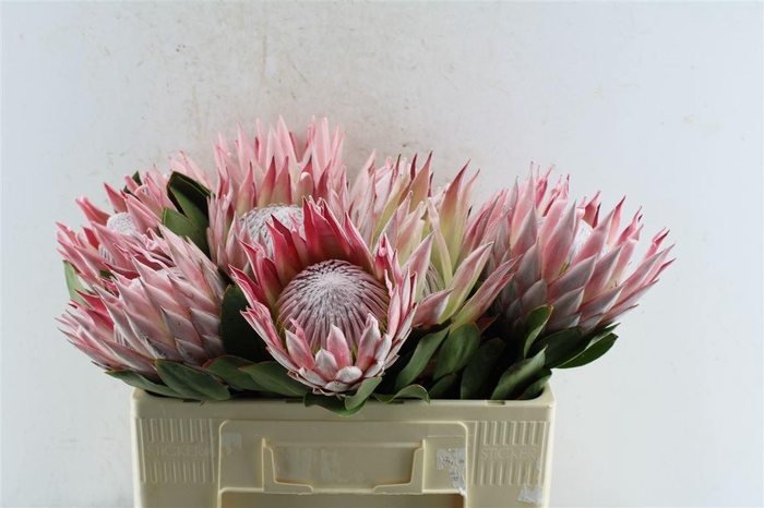 <h4>Protea Cynaroides</h4>