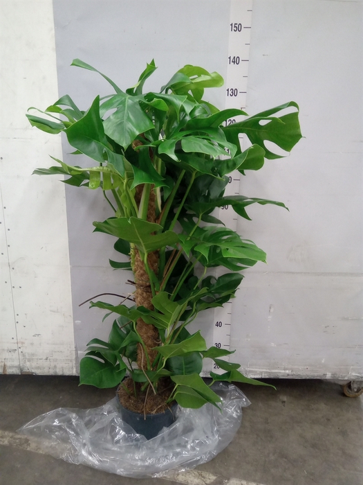 <h4>Monstera pertusum</h4>