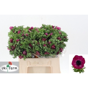 ANEM CO GALIL PURPER