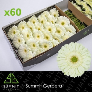 GE GR MINT
