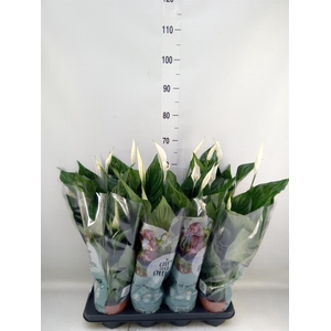 Spathiphyllum  'Sweet Ricardo'