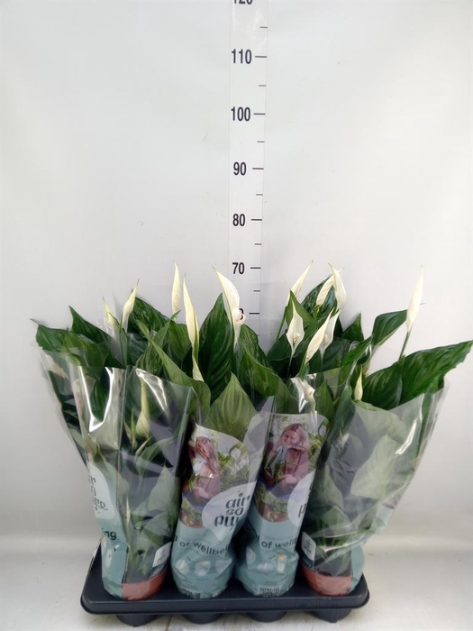 <h4>Spathiphyllum  'Sweet Ricardo'</h4>