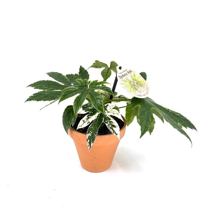 FATSIA JAPONICA P13,5 STENEN POT