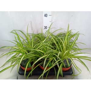 Chlorophytum  'Atlantic'