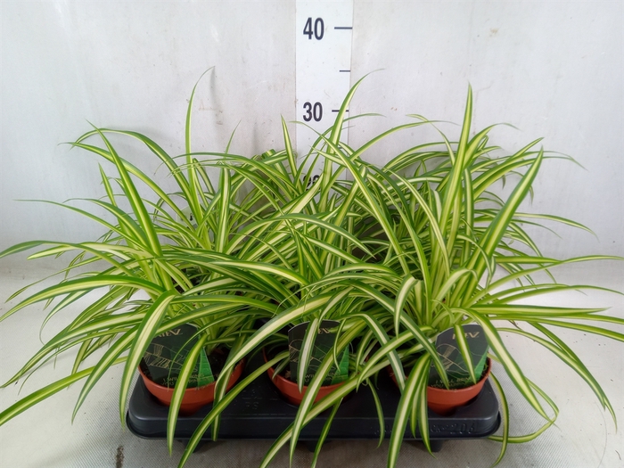 <h4>Chlorophytum  'Atlantic'</h4>
