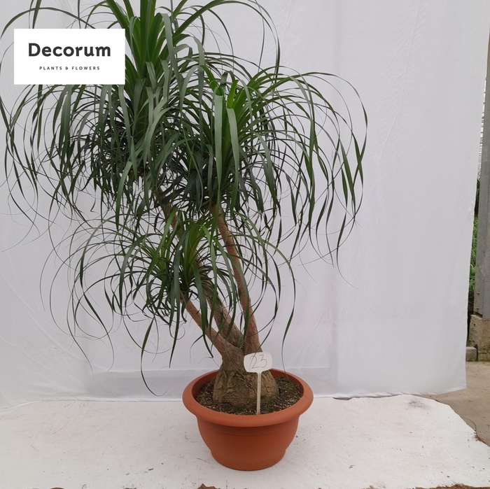 <h4>Beaucarnea vertakt op nummer 23</h4>