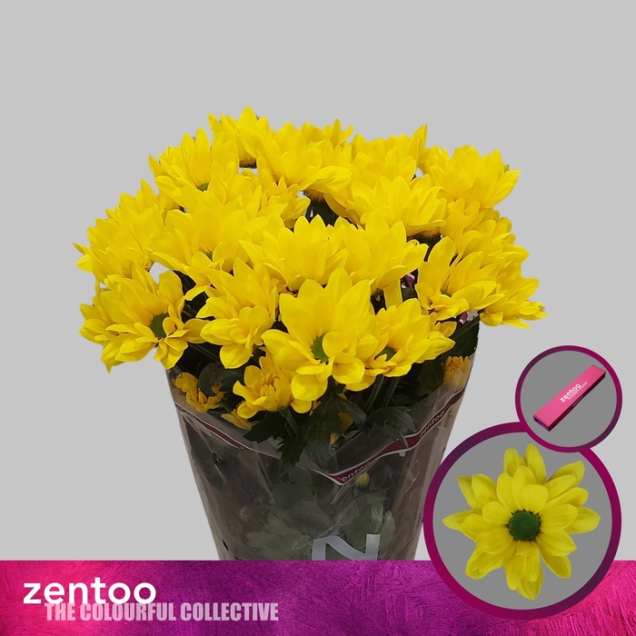 <h4>Chrysanthemum Indicum Grp tros Felicitas</h4>