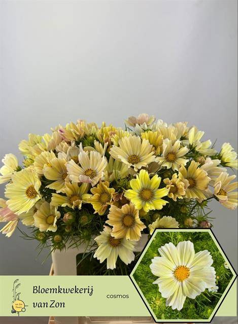 <h4>Cosmos Cream</h4>