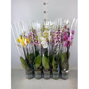 Phalaenopsis   ...mix  5
