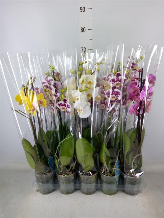 <h4>Phalaenopsis   ...mix  5</h4>