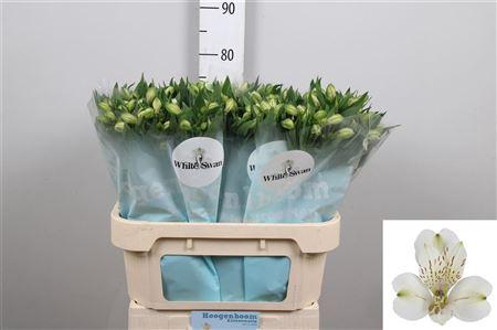 <h4>Alstr White Swan</h4>