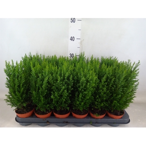 Chamaecyparis laws. 'Ellwoodii'