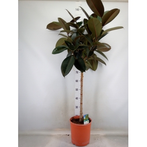 Ficus   ...