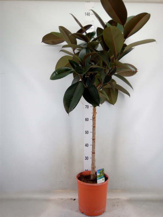 <h4>Ficus   ...</h4>
