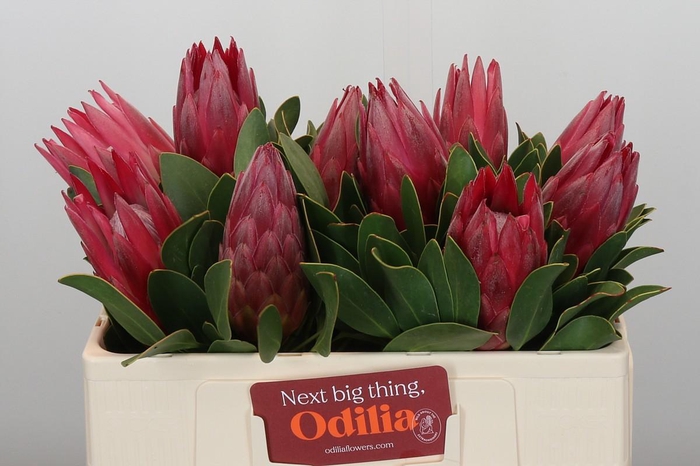 <h4>Protea Cynaroides Madiba</h4>