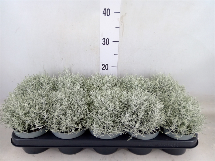 <h4>Leucophyta brownii</h4>