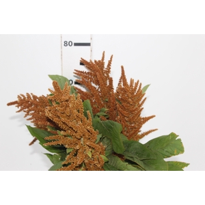 AMARANTHUS DOURADO 060 CM