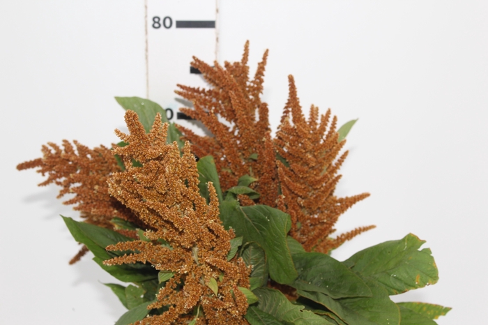 <h4>AMARANTHUS DOURADO 060 CM</h4>