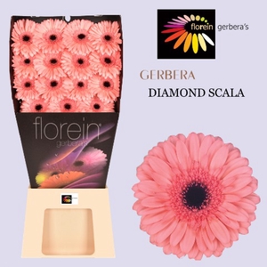 Gerbera Scala Diamond