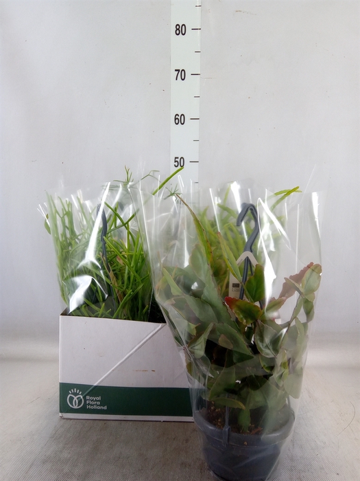 <h4>Rhipsalis   ...mix</h4>